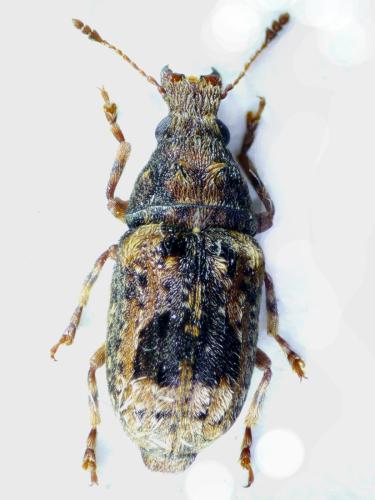 Réf. 296 073 : Pseudeuparius sepicola